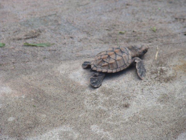 Cabinas Balcon Del Mar Tortuguero Kültér fotó
